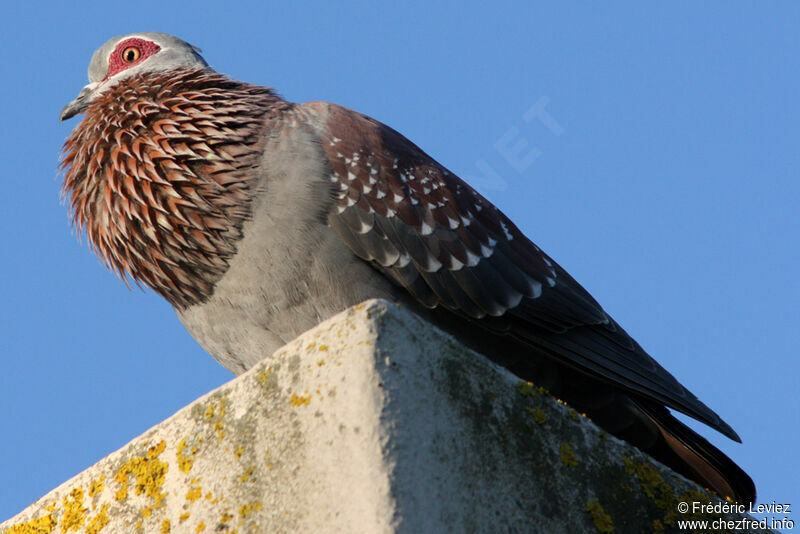 Pigeon roussard mâle adulte, chant