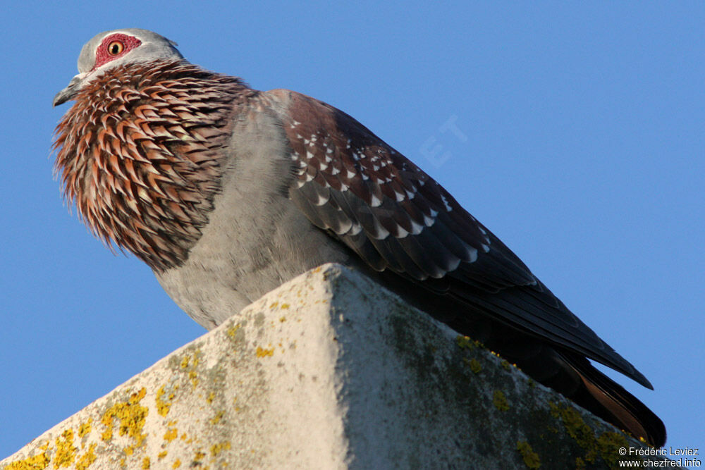 Pigeon roussard mâle adulte, chant