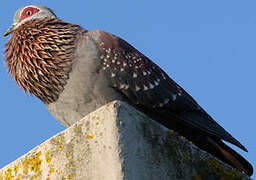 Speckled Pigeon