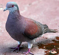 Pale-vented Pigeon