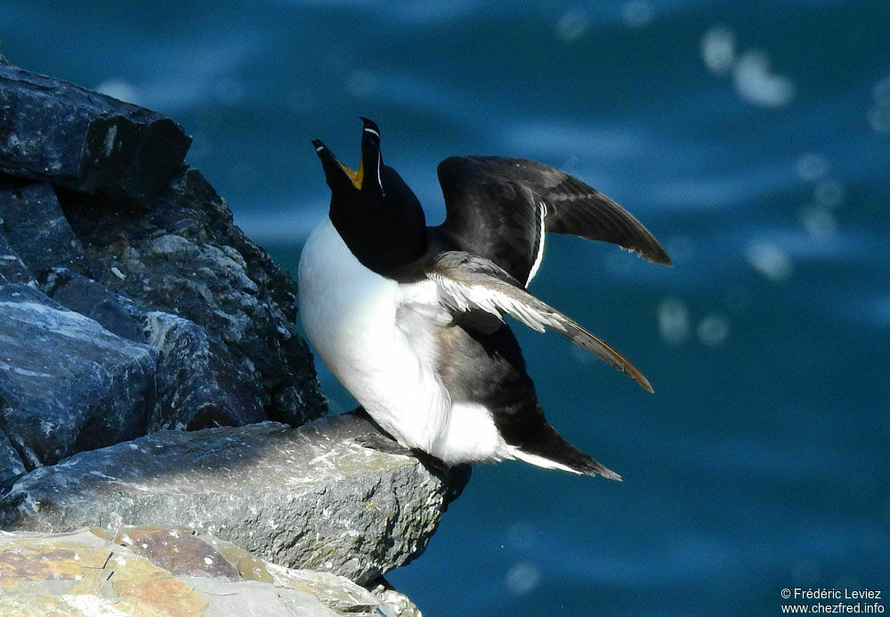 Razorbilladult breeding, identification, close-up portrait