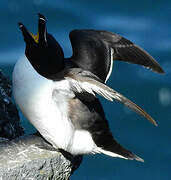 Razorbill