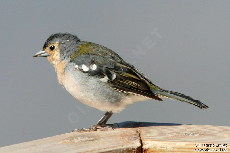 Pinson des arbres mâle adulte