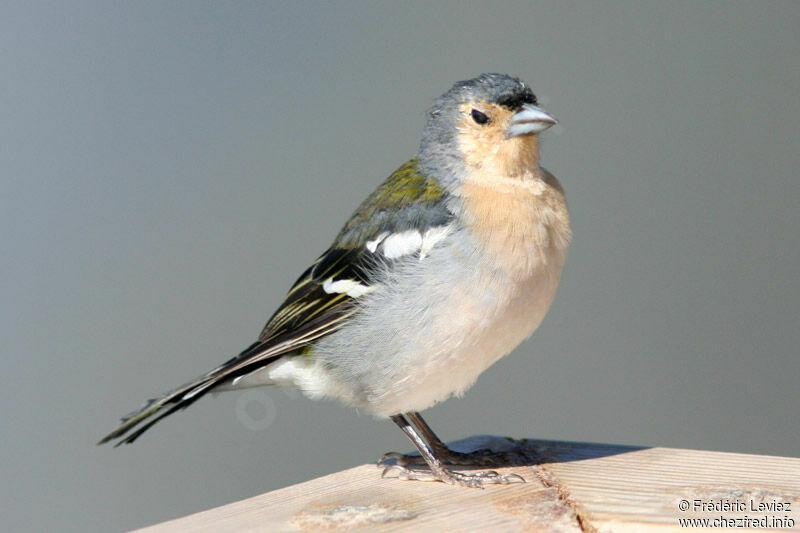 Pinson des arbres mâle