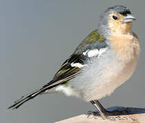 Eurasian Chaffinch