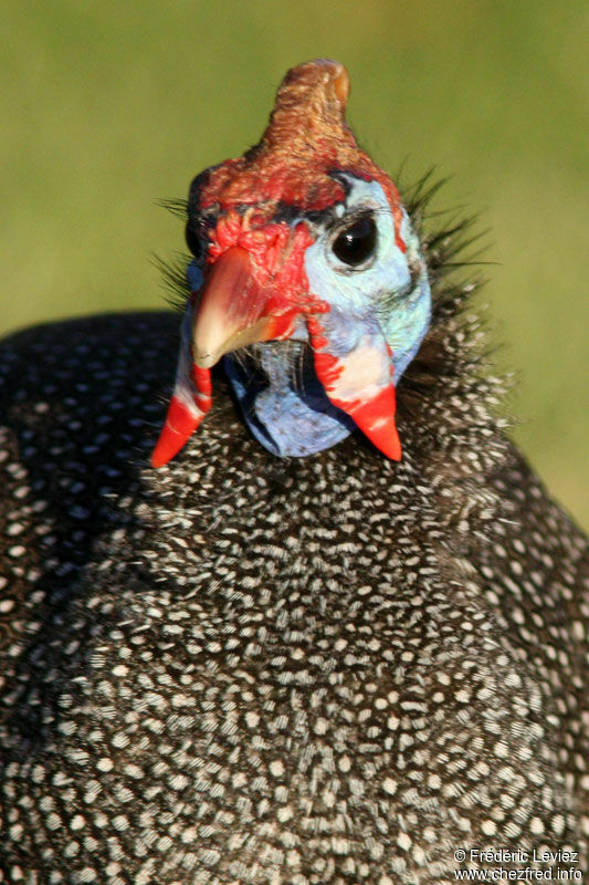 Helmeted Guineafowladult, identification