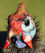 Helmeted Guineafowl