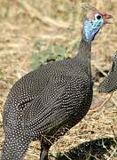 Helmeted Guineafowl