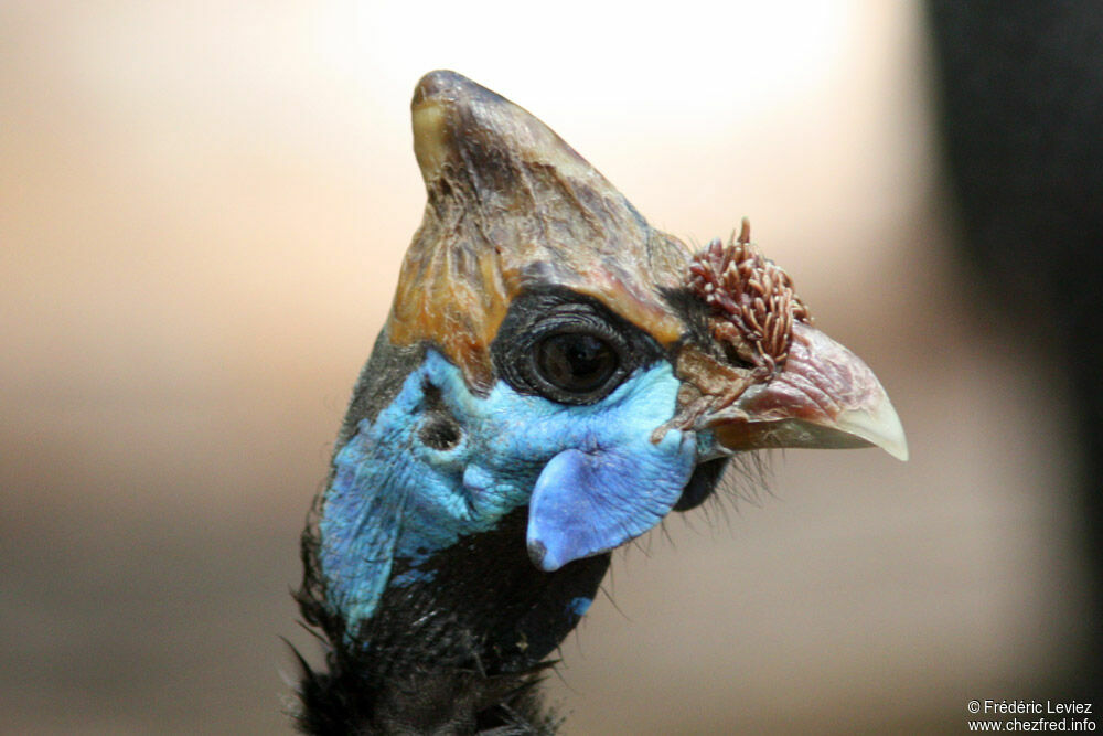 Helmeted Guineafowladult, identification