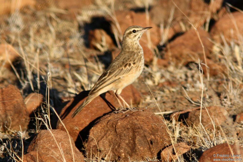 Pipit africainadulte, identification