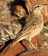 Pipit africain