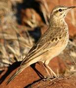 African Pipit