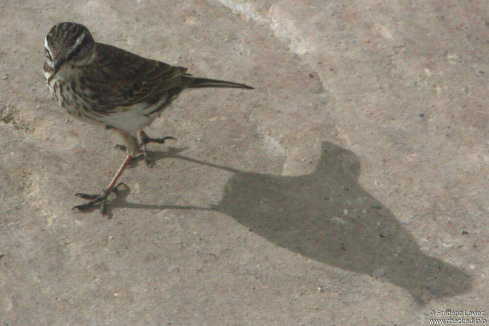 Pipit australadulte, identification