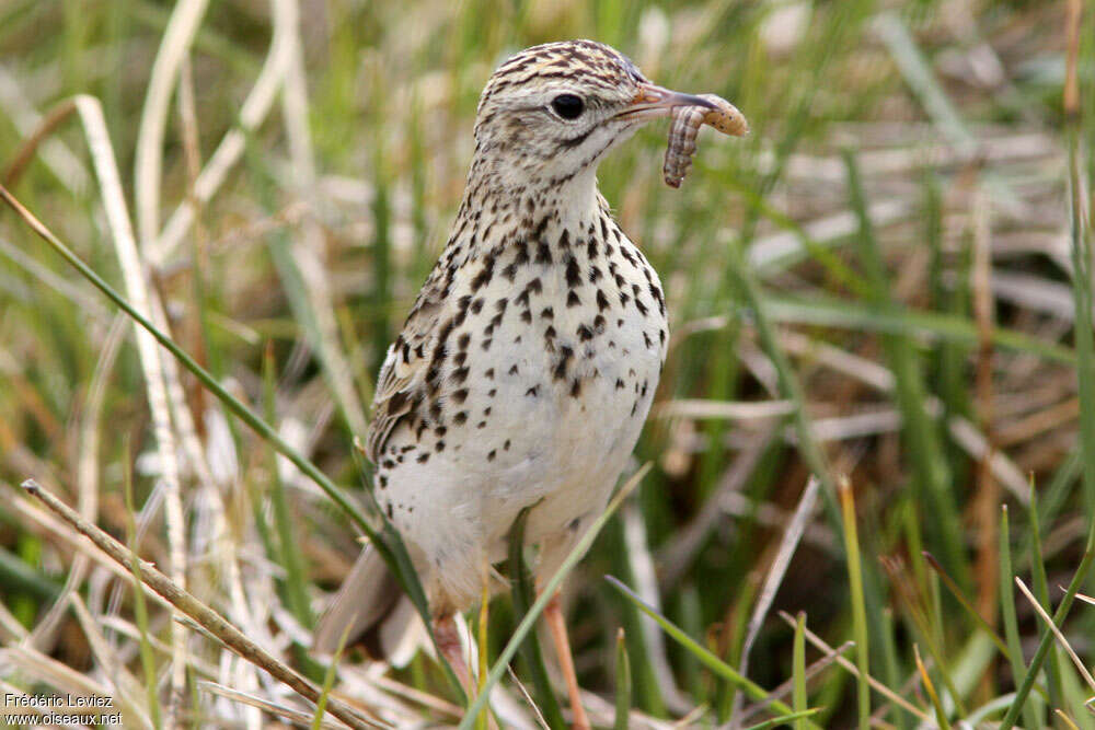 Correndera Pipitadult, pigmentation, feeding habits, Reproduction-nesting