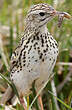 Pipit correndera