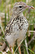 Correndera Pipit