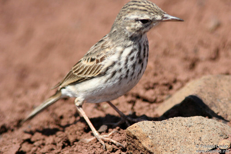 Pipit de Berthelotadulte