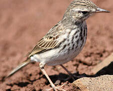 Berthelot's Pipit