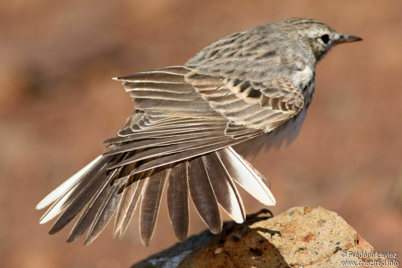 Pipit de Berthelotadulte