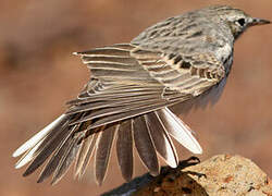 Berthelot's Pipit