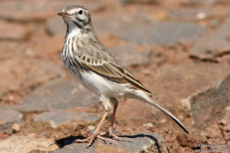 Pipit de Berthelotadulte