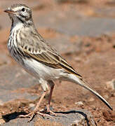 Berthelot's Pipit