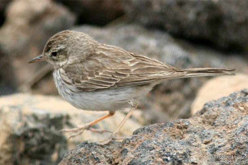 Pipit de Berthelotadulte