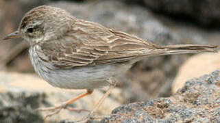 Berthelot's Pipit