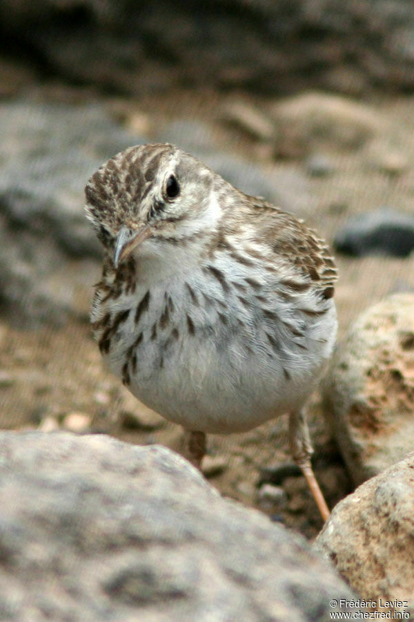 Pipit de Berthelotadulte