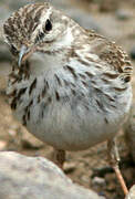 Berthelot's Pipit