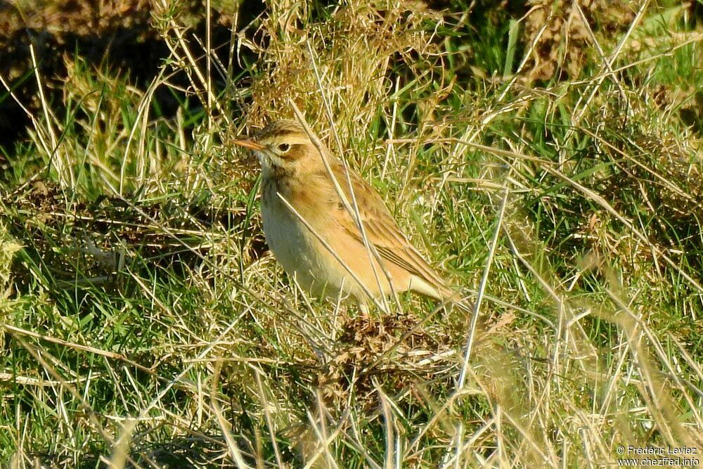 Richard's Pipit, identification, close-up portrait, walking