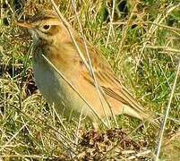 Richard's Pipit