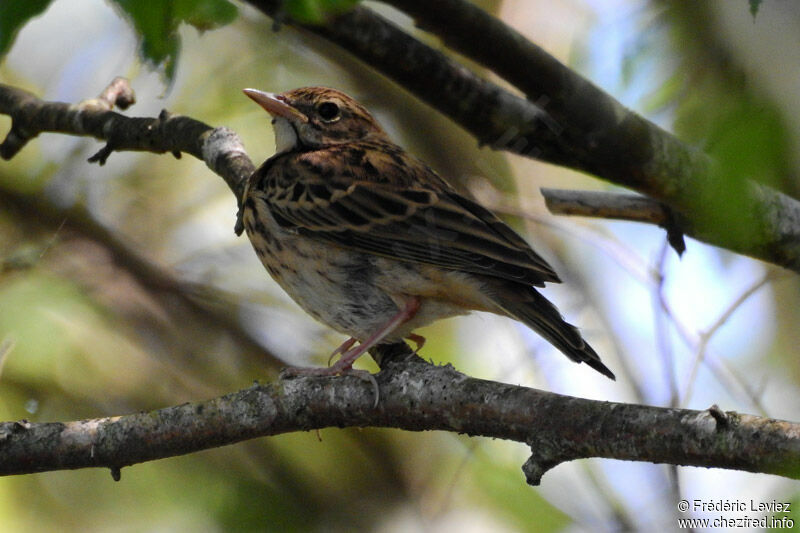 Pipit des arbresimmature, identification, portrait, habitat