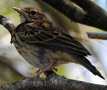 Pipit des arbres