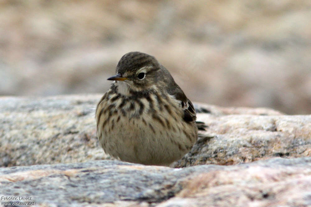 Buff-bellied Pipitadult, close-up portrait