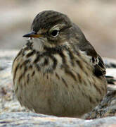 Buff-bellied Pipit