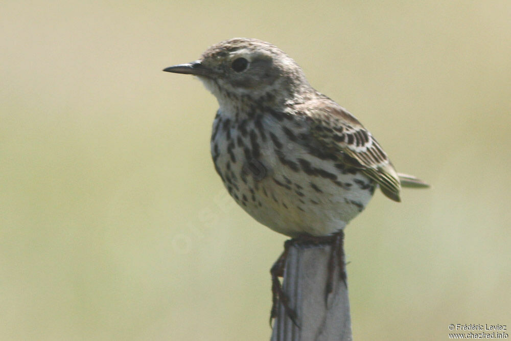 Pipit farlouseadulte, identification