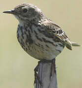 Pipit farlouse