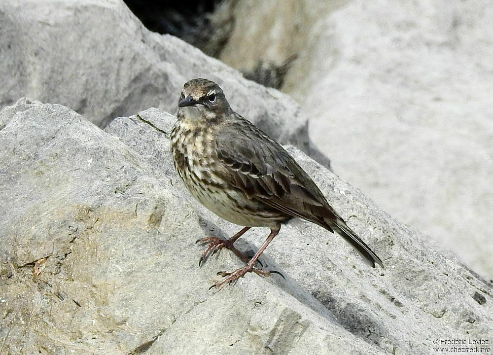 Pipit maritimeadulte nuptial, identification, portrait