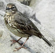 European Rock Pipit