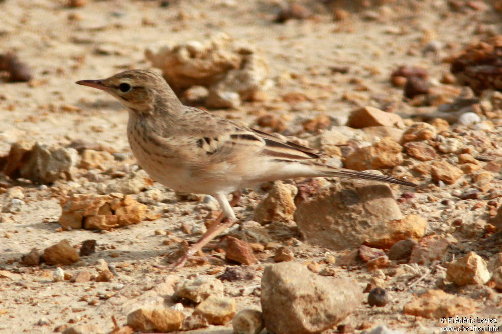 Pipit rousseline