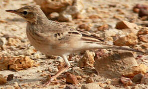 Tawny Pipit