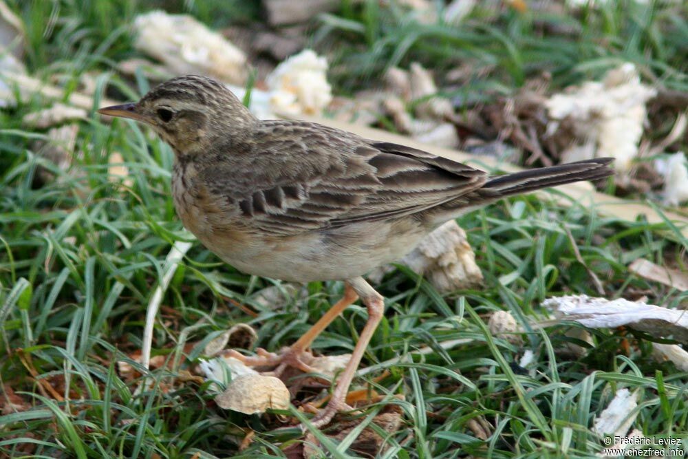 Pipit roussetadulte