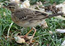 Paddyfield Pipit