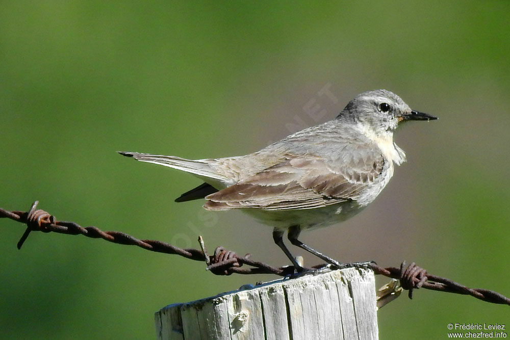 Water Pipitadult breeding, courting display, Reproduction-nesting, Behaviour