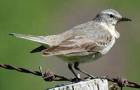 Water Pipit