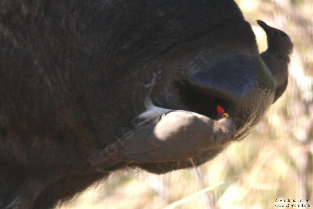 Red-billed Oxpeckeradult, identification, Behaviour