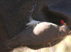 Red-billed Oxpecker