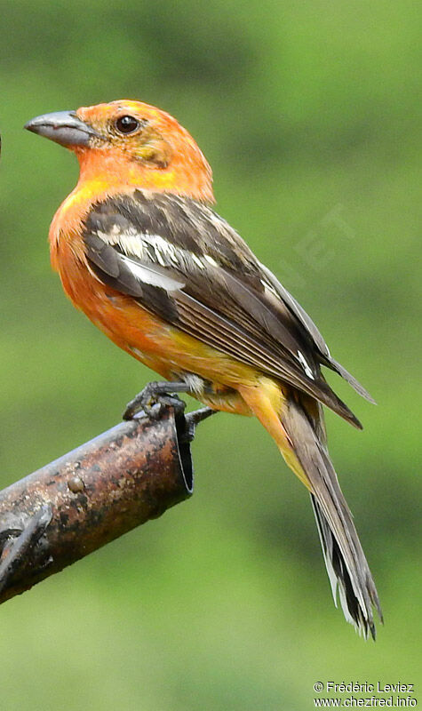 Flame-colored Tanager male, adult, identification
