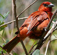 Tooth-billed Tanager